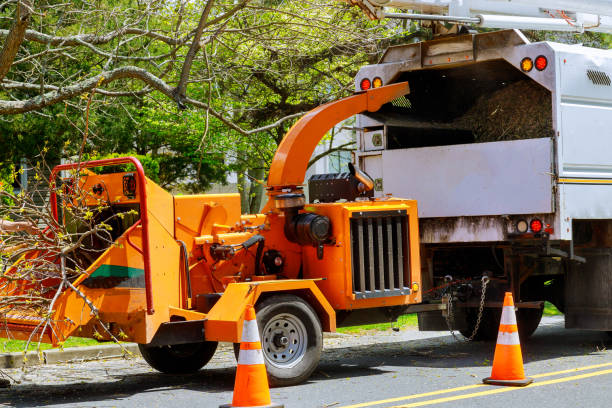 Best Fruit Tree Pruning  in Brownsville, PA